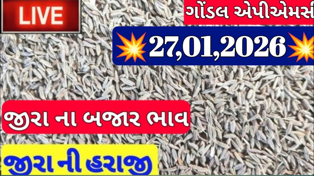 ગોંડલ જીરાના બજાર ભાવ / નવા જીરાના બજાર ભાવ / જીરાના બજાર ભાવ / ગોંડલ માર્કેટિંગ યાર્ડ /27,01,2025