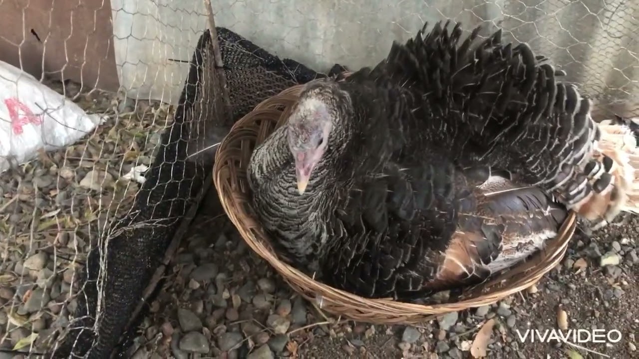Nacimiento de PAVOS BEBES( guajolotes bebes los primeros de este año)