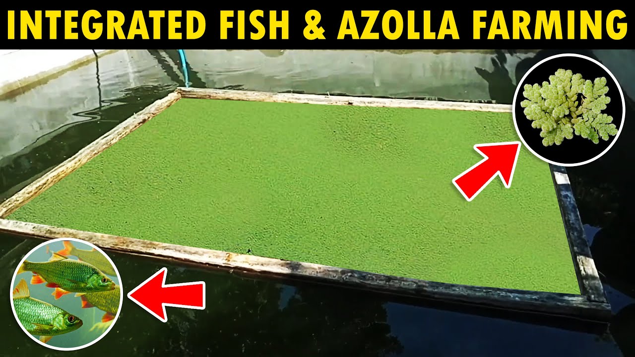 Integrated Fish and Azolla Farming
