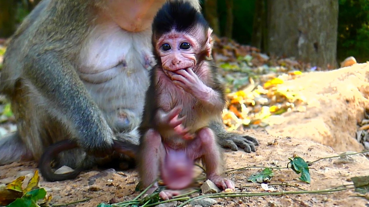 How adorable baby monkey plays with best care of mom!! 🥰