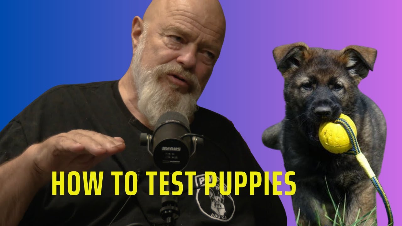 Testing Puppies