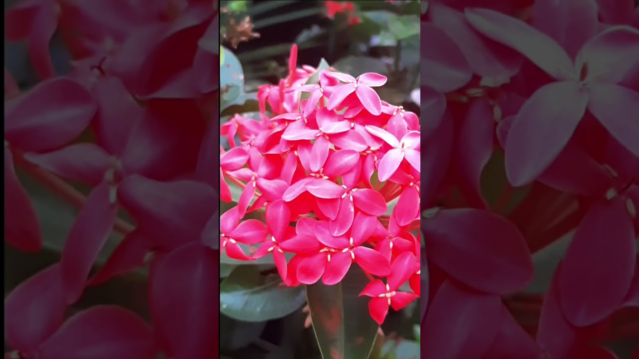 Ixora plant||Thechi poov||#shorts#youtubeshorts#trends