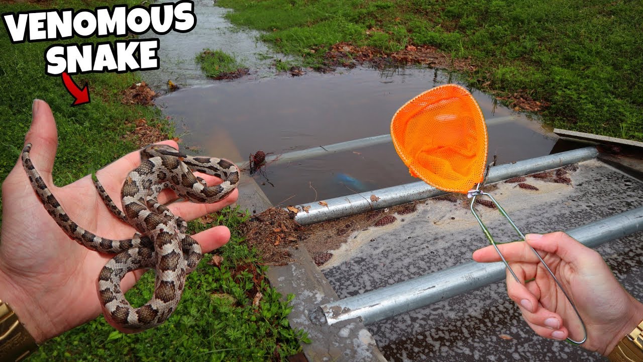 Saving Unknown Snake After Thunder Storm (CRAZY)