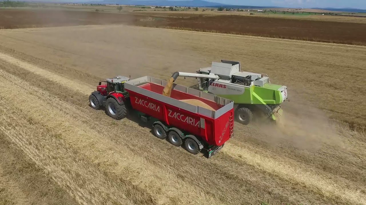 Raccolta grano 2021, Tuscania (VT). Claas Lexion 550 con barra Cressoni e Massey Ferguson 8690.