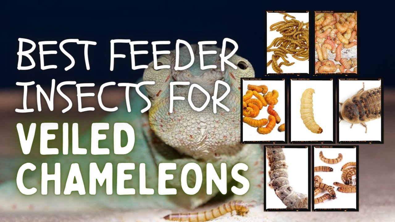 9 Best Insects For Veiled Chameleons They Will Love To Eat