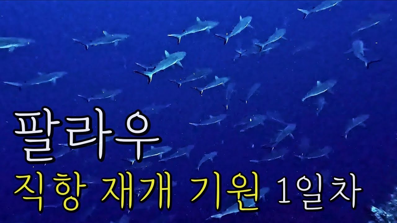 팔라우 직항 재개 시위라도 해야하는 이유
