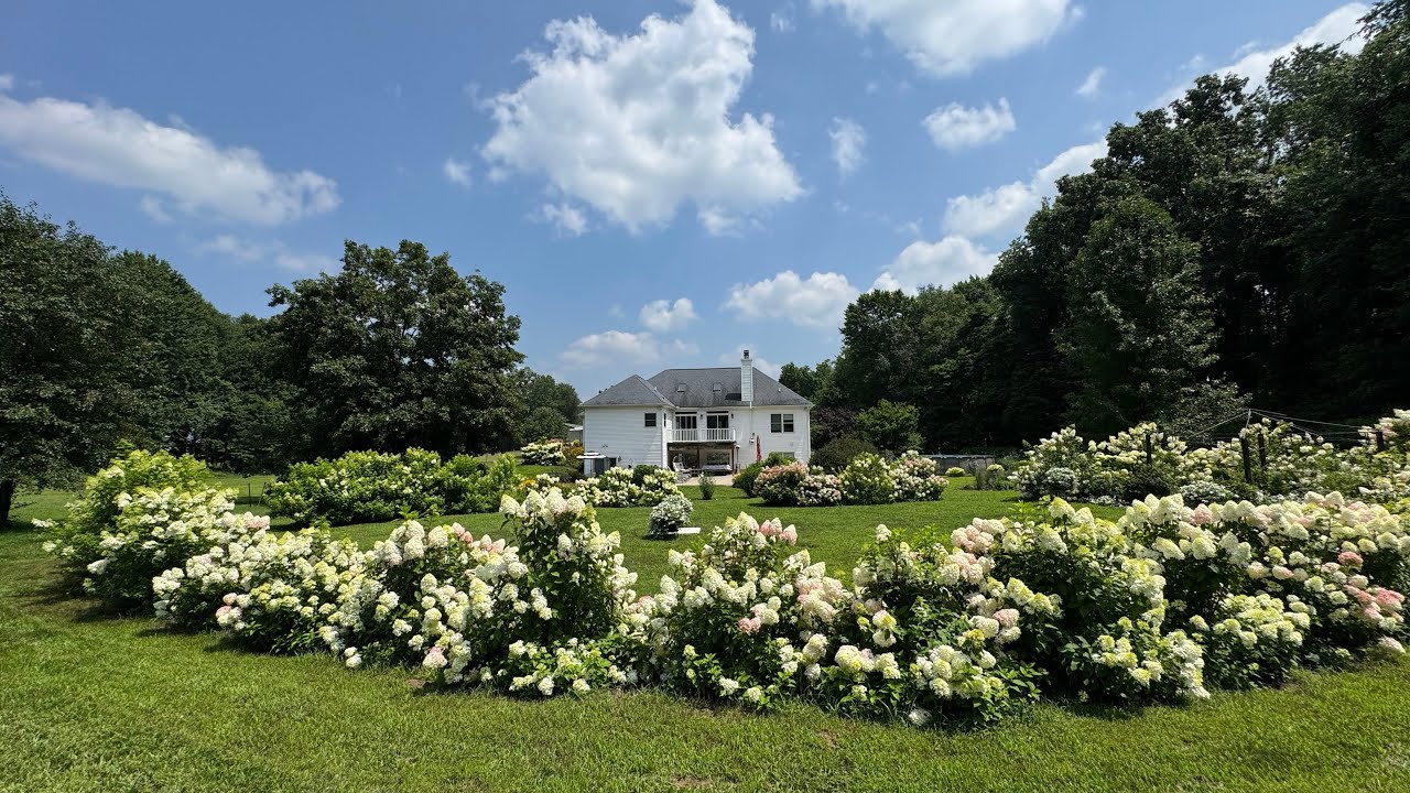 Hydrangea Magic | 160 Proven Winners & Endless Summer Blooms Take Over Mid-July silent tour Zone 6a