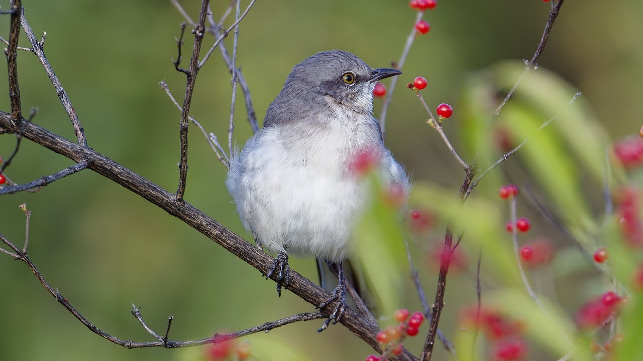 Northern Mockingbird