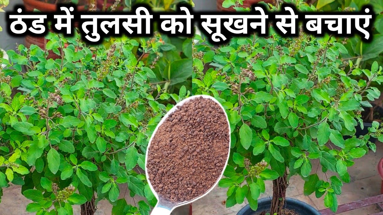 ठंड में तुलसी को सूखने से बचाएं.Tulsi plant care in winter. सर्दी मे तुलसी की देखभाल कैसे करें.