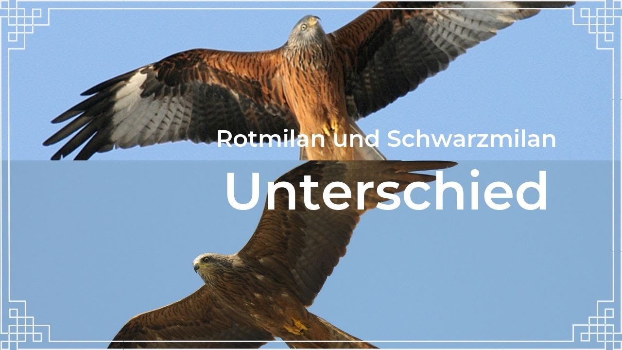 Rotmilan und Schwarzmilan sicher bestimmen - Der Unterschied