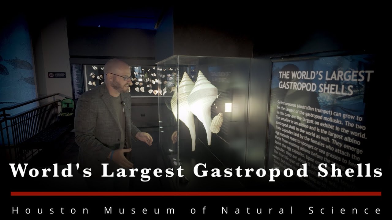 The BIGGEST gastropod shells on display...in the world.