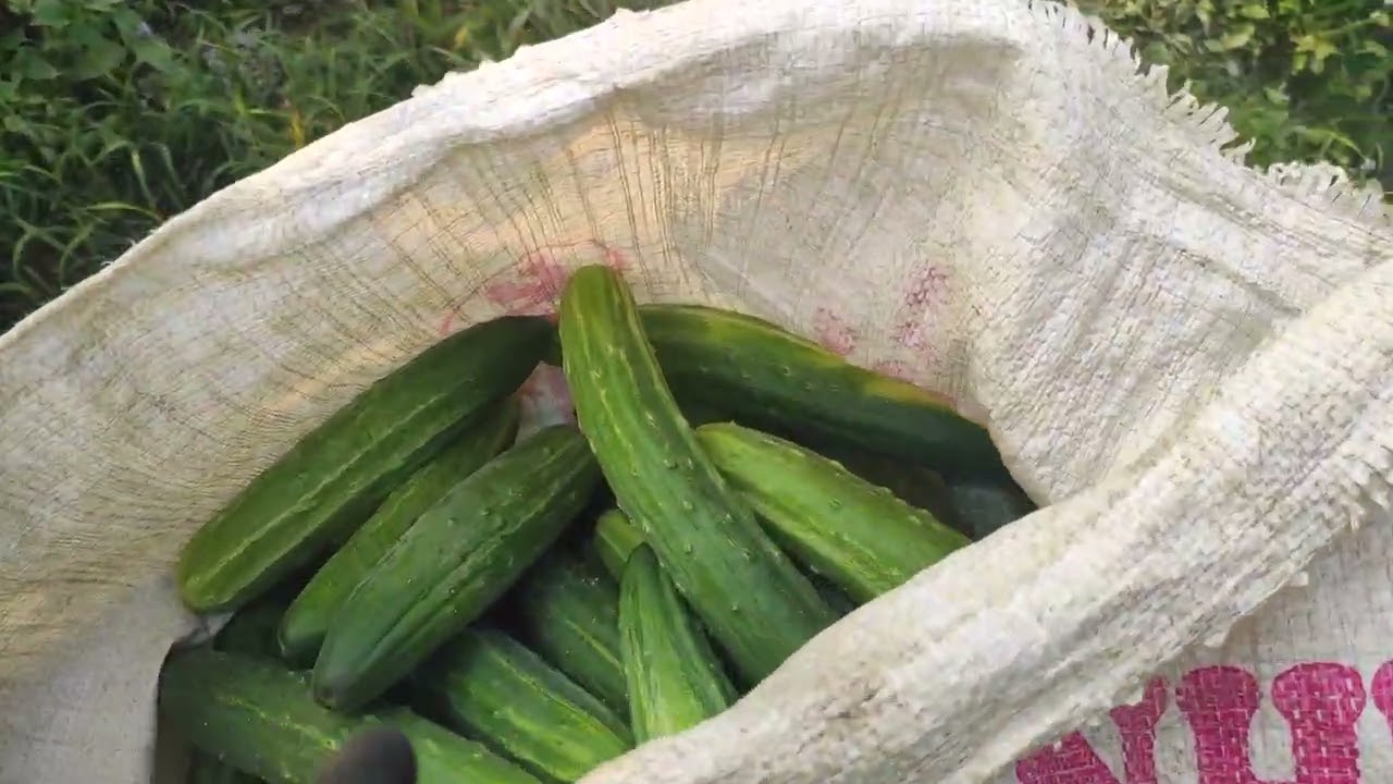KHÁM PHÁ VƯỜN DƯA SAI TRĨU QUẢ