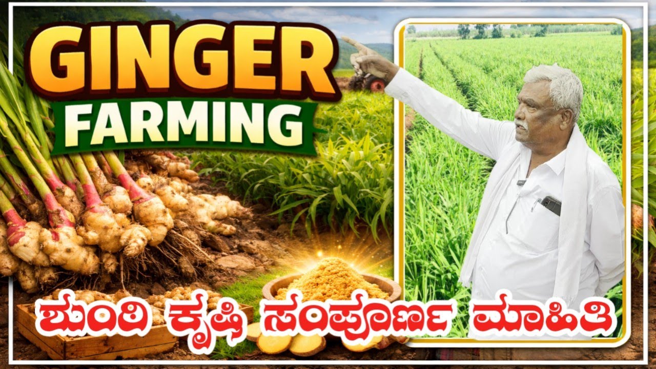 ಶುಂಟಿ ಬೆಳೆ ಮಾಡುವ ಸರಿಯಾದ ವಿಧಾನ – ಬೀಜದಿಂದ ಕೊಯ್ಲುವರೆಗೂ|Shunti farming full details|Ginger farm kannada