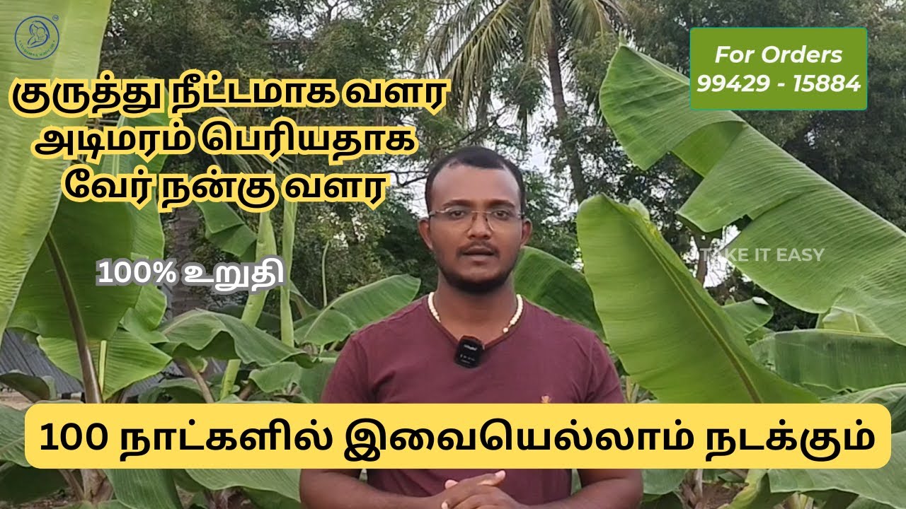 வாழை 100 நாட்களில் இவ்வளவு வளர்ச்சியா!!! Take it Easy #agriculture #bananafarming #farming #westa #