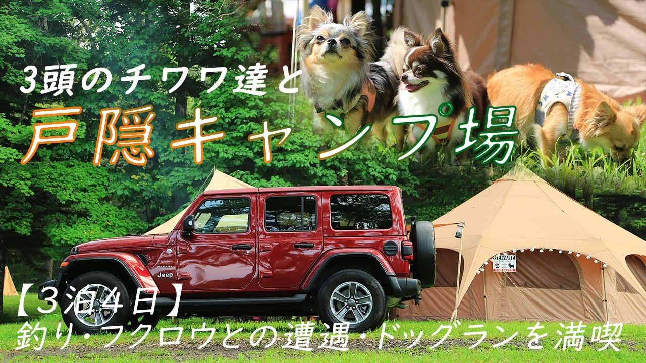 3頭のチワワと戸隠キャンプを満喫【2023.07.26～29】
