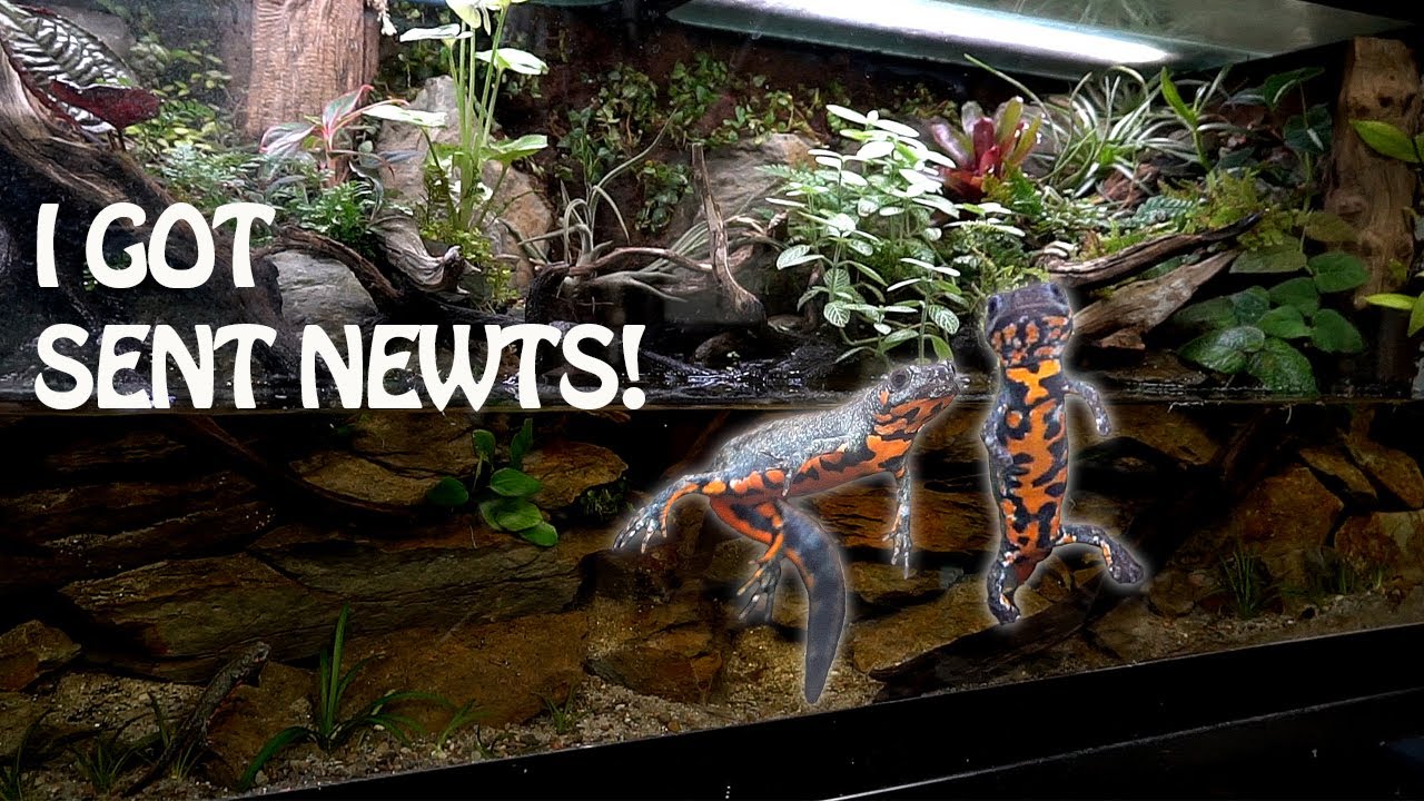 I cannot believe I got them! Paludarium Update