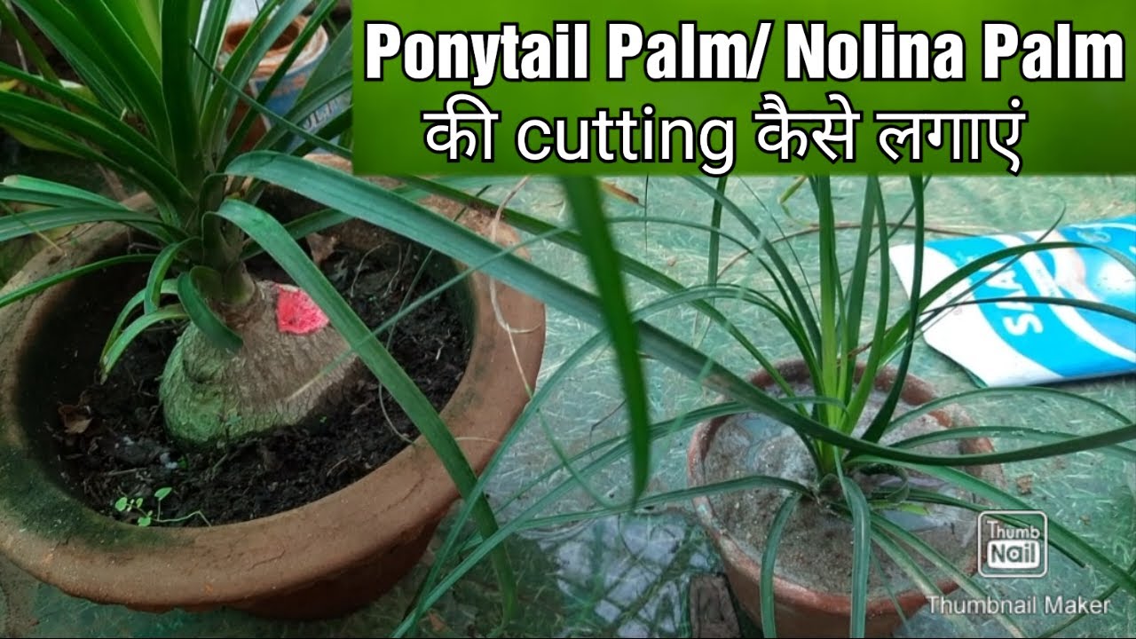Ponytail Palm/ Nolina Palm की cutting कैसे लगाएं, Propagation of Ponytail Palm/Nolina Palm 🌿
