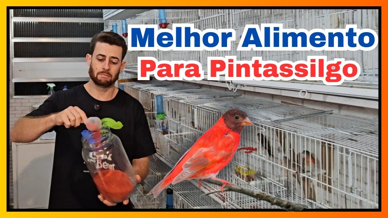 Alimentação para Pintassilgo durante o ano e no período de reprodução, veja qual a diferença.