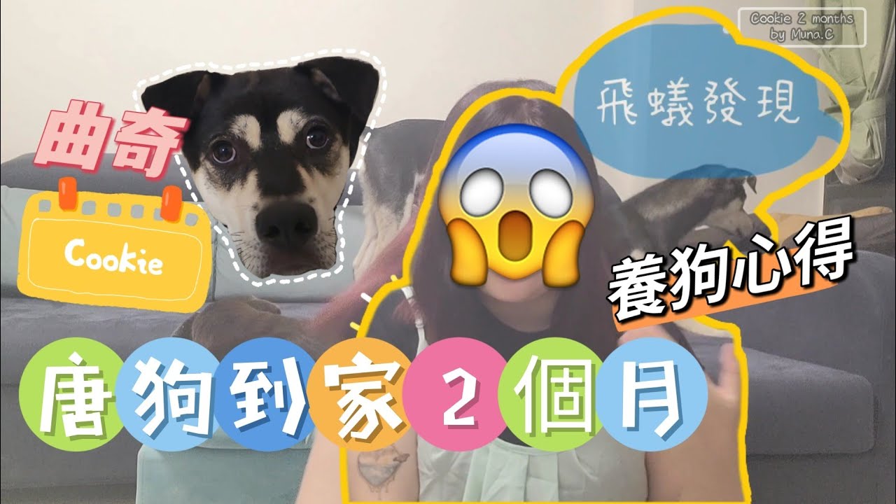 【2022狗狗Vlog🐕】唐狗🍪曲奇被領養到人類家中2個月習慣嗎？竟然有護食？！公開愉景灣養狗真實感受！（💥超突發！狗狗成為家中飛蟻的最初發現者！）