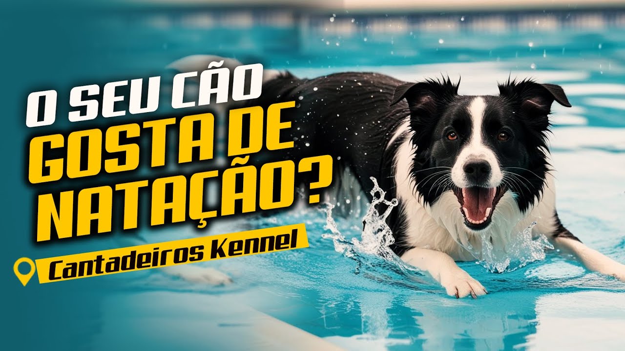 O SEU CÃO GOSTA DE NATAÇÃO?