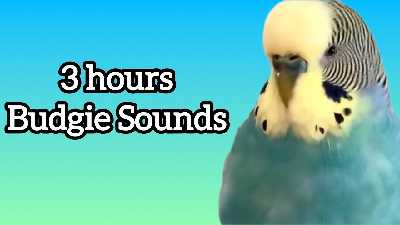 3 Hours of Budgie Talking and Singing! | Bird Training & Companionship 