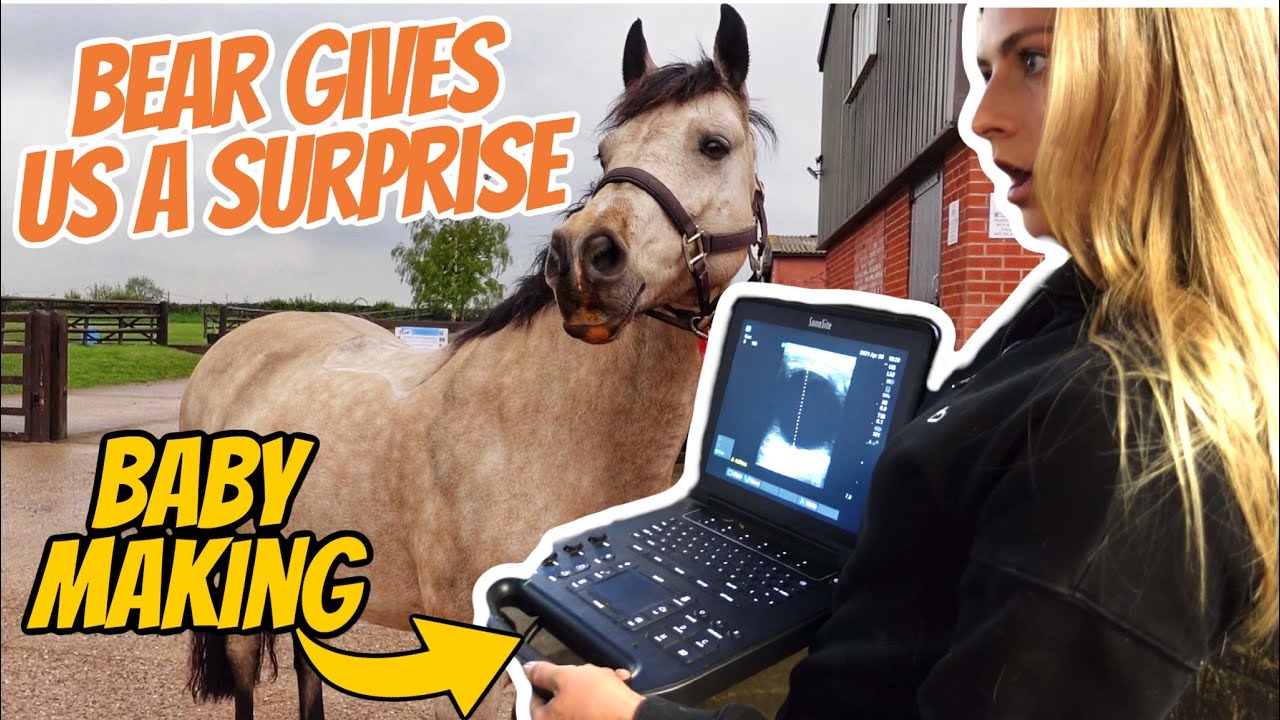 TRYING TO GET BEAR IN FOAL (attempt #1) ~  A long road trip and seeing the stallion