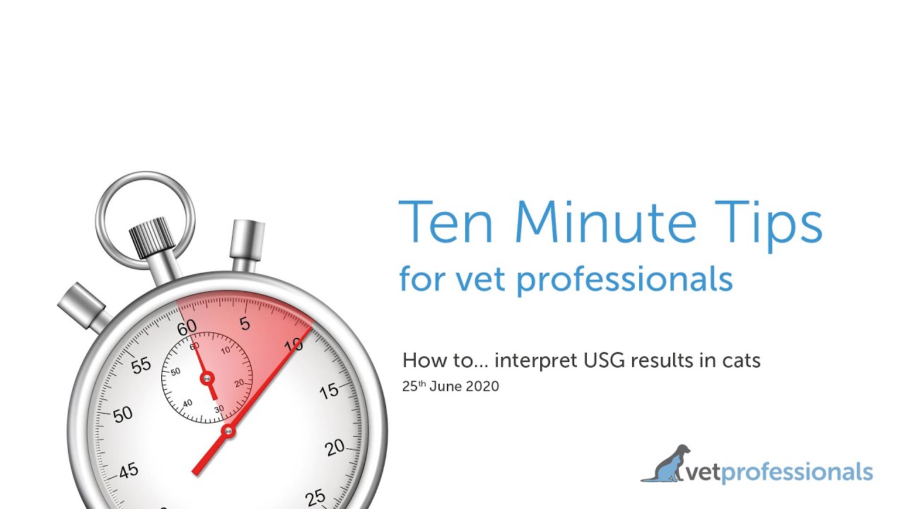 How to… interpret USG results in cats – 25th June 2020