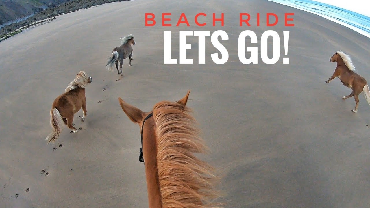 Beach Ride with only GINGER Horses and matchy Dog!