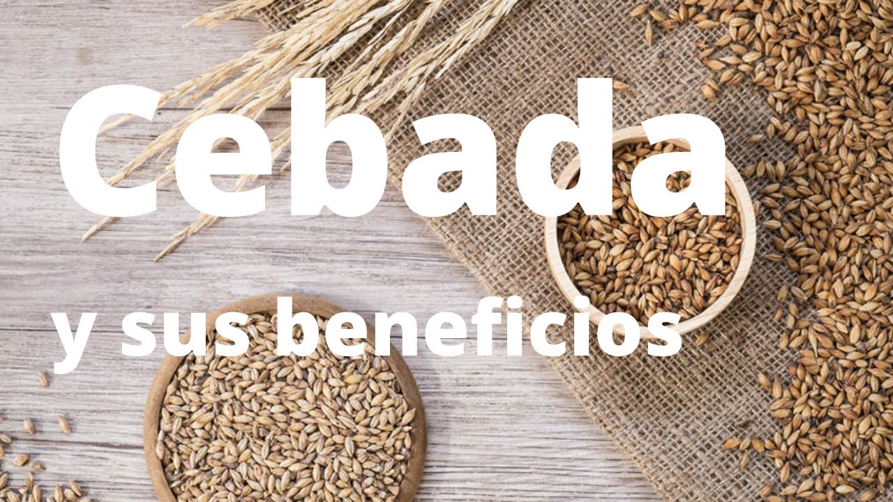 CEBADA Y SUS BENEFICIOS