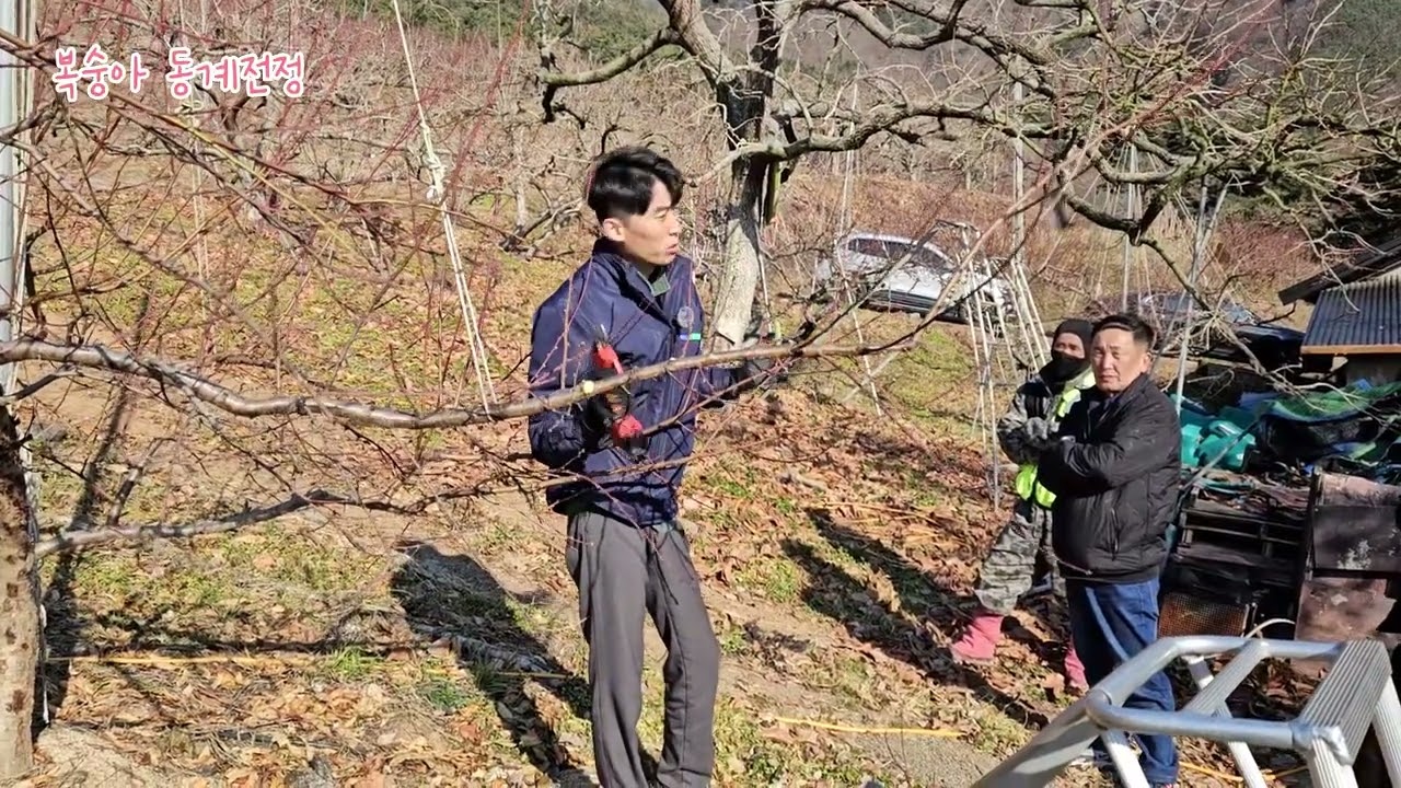 [복숭아] 복숭아 동계 전정