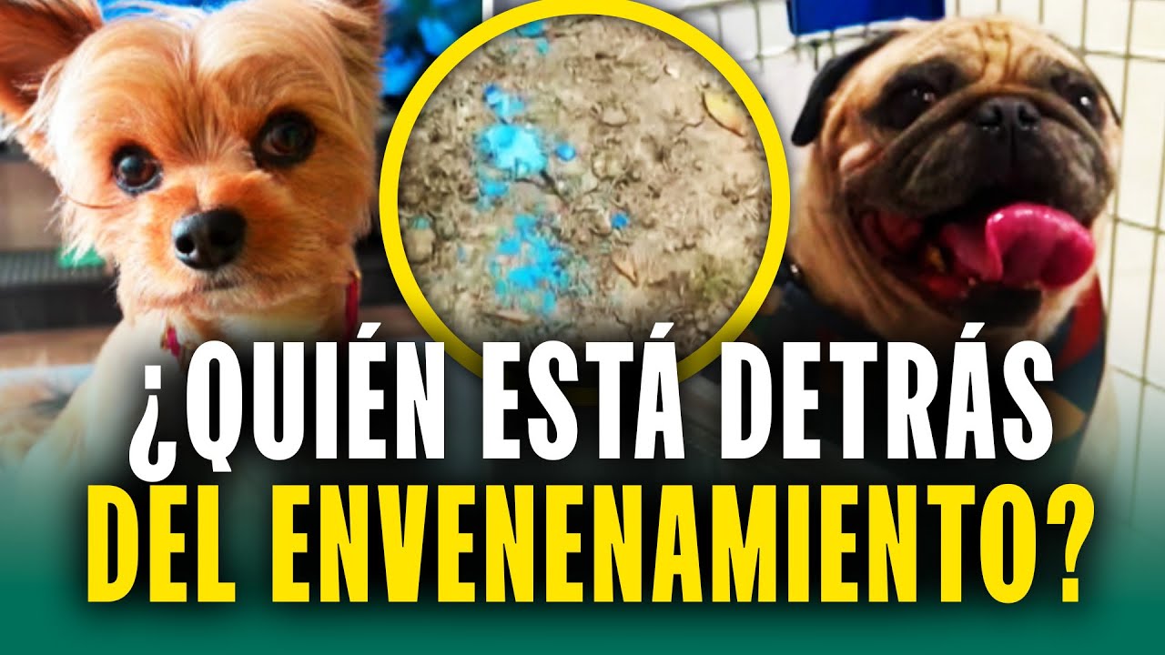 ¿Por qué envenenaron a los perritos de San Isidro? Esta fue la causa de las muertes