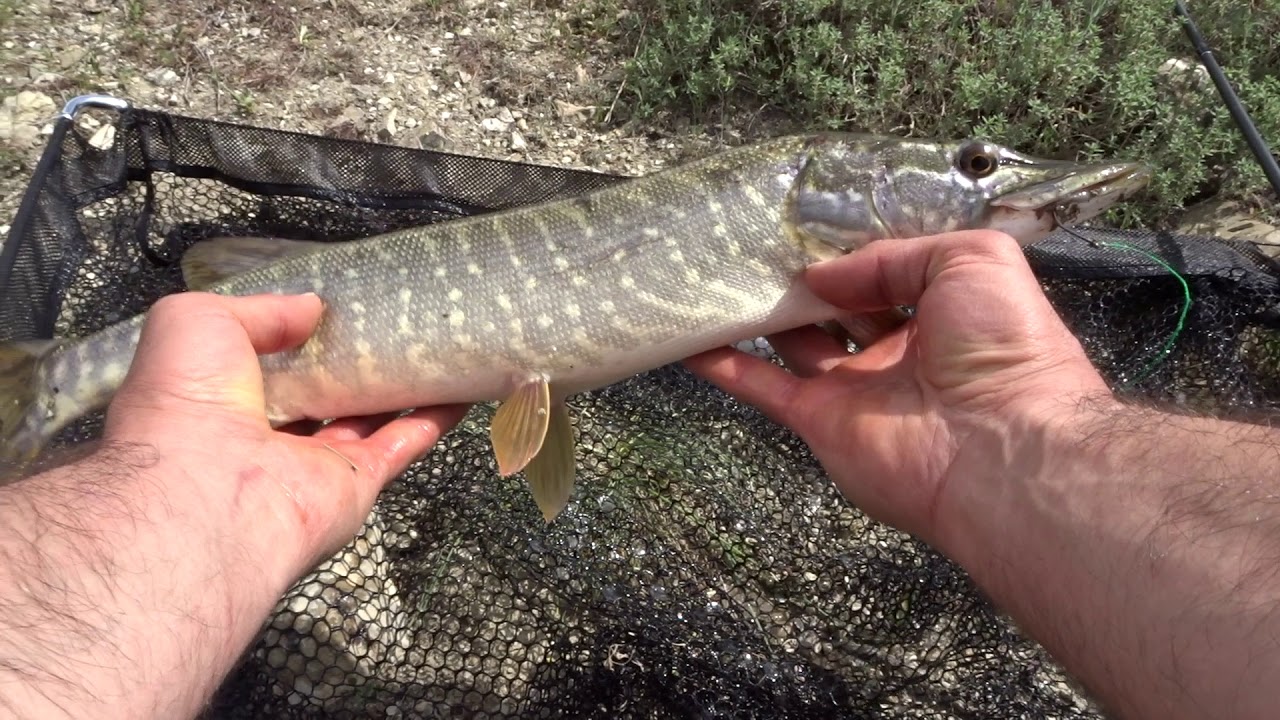 Şamandırayla Turna Avı Float Fishing For Pike 5.Bölüm shchuka 파이크 사냥