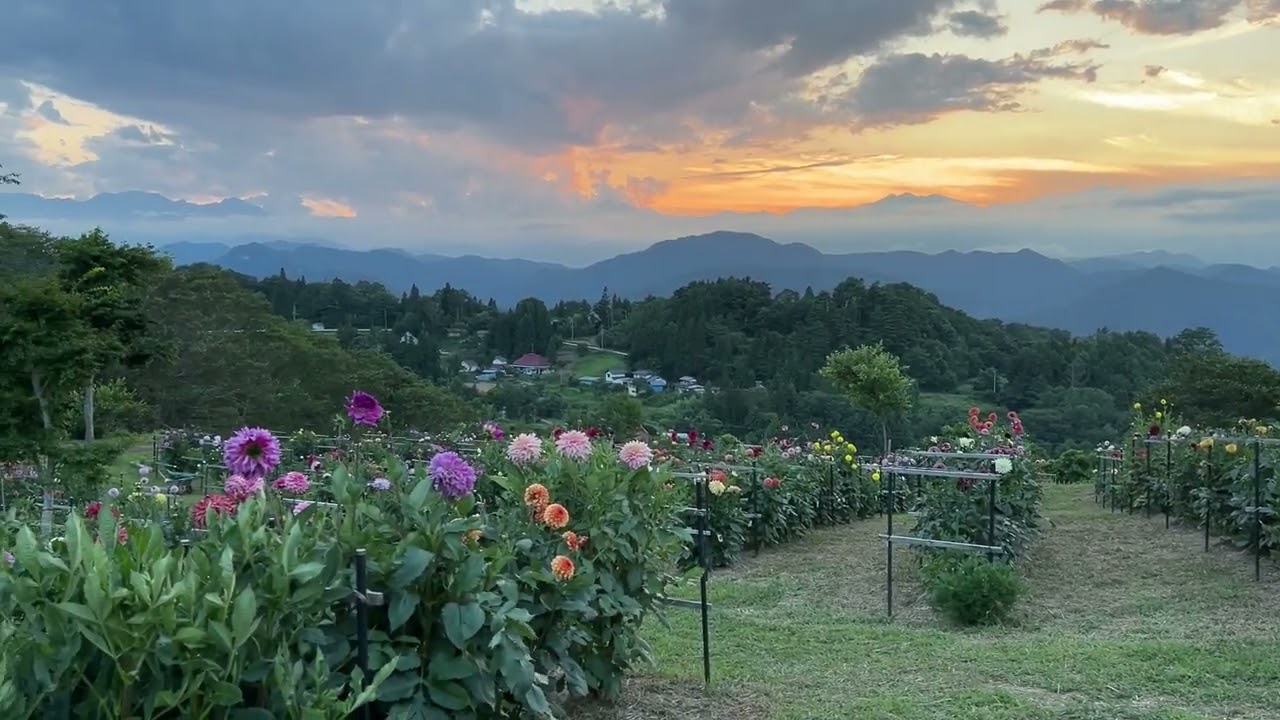 夕暮れの大岡ひなたダリア園