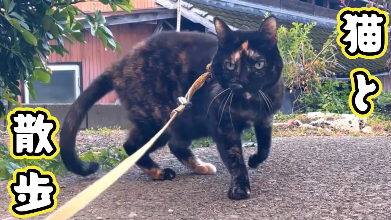 猫と散歩　ライブ配信中！