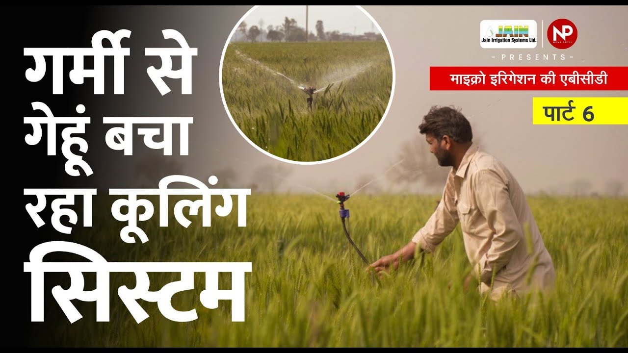 गेहूं का बंपर उत्पादन कैसे लें? || Drip and Sprinkler irrigation protect wheat crop from heat waves