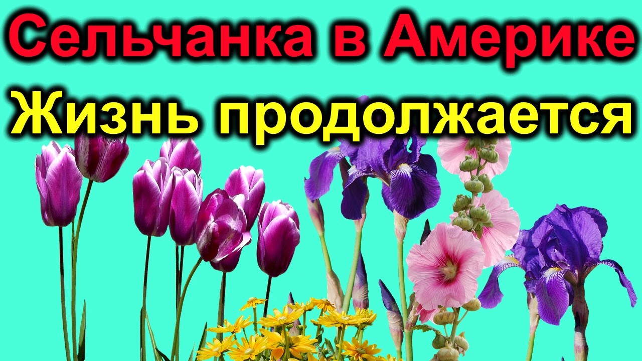 Сельчанка в Америке. Жизнь продолжается