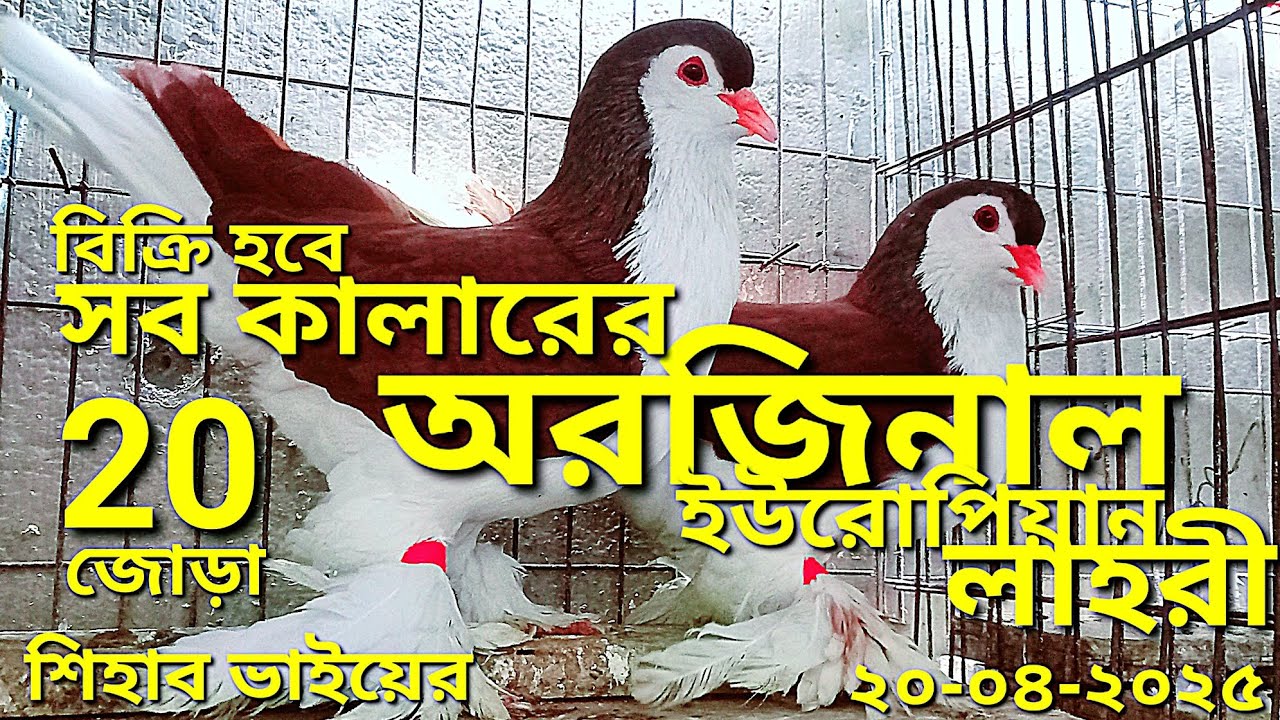 লাল টয় লাহোরি কবুতর সহ ২০ জোড়া লাহরী সিরাজি কবুতর বিক্রি হবে | 20 pair Lahore siraji pigeon sale |