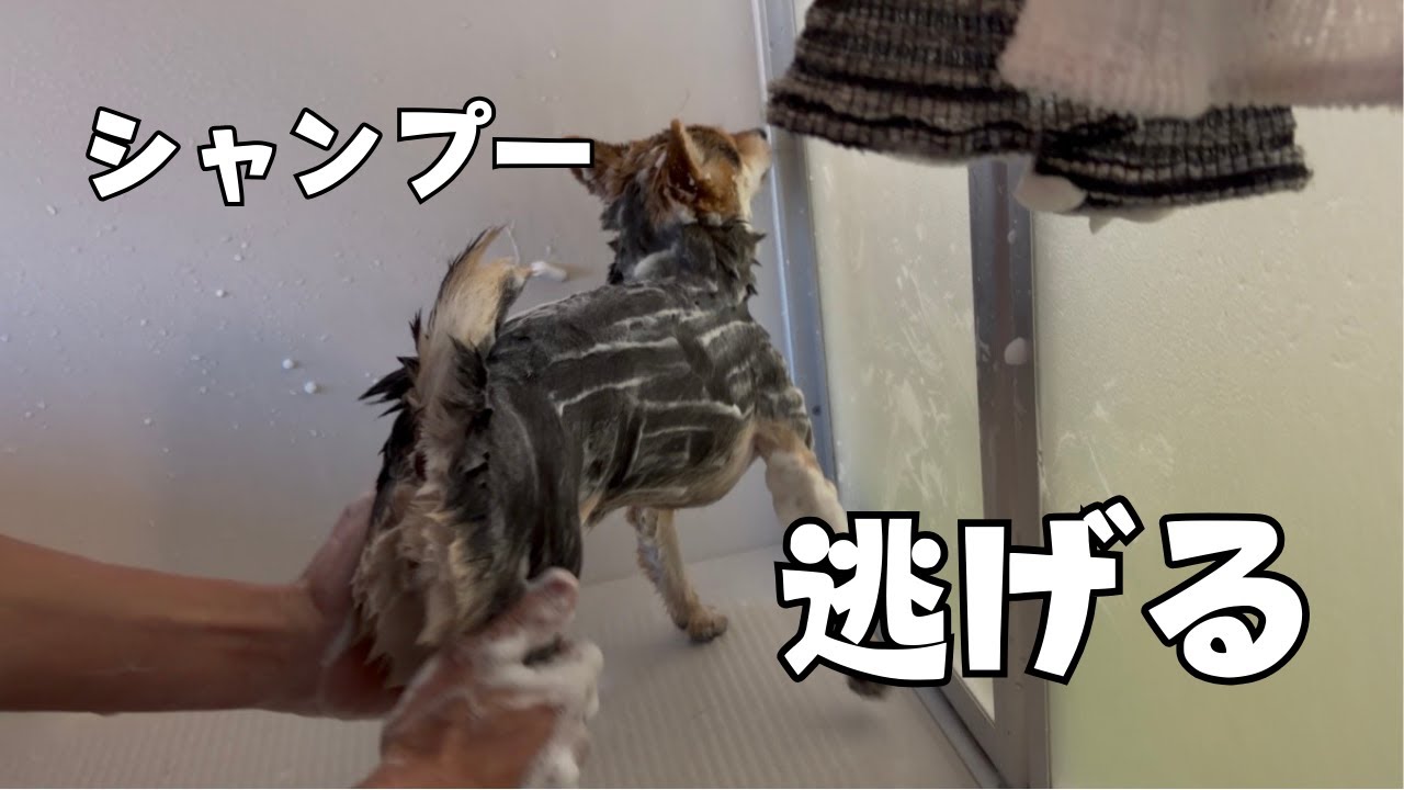 シャンプー大暴れ😂 逃げるムイとお利口ケケ｜ケケムイのゆる休日
