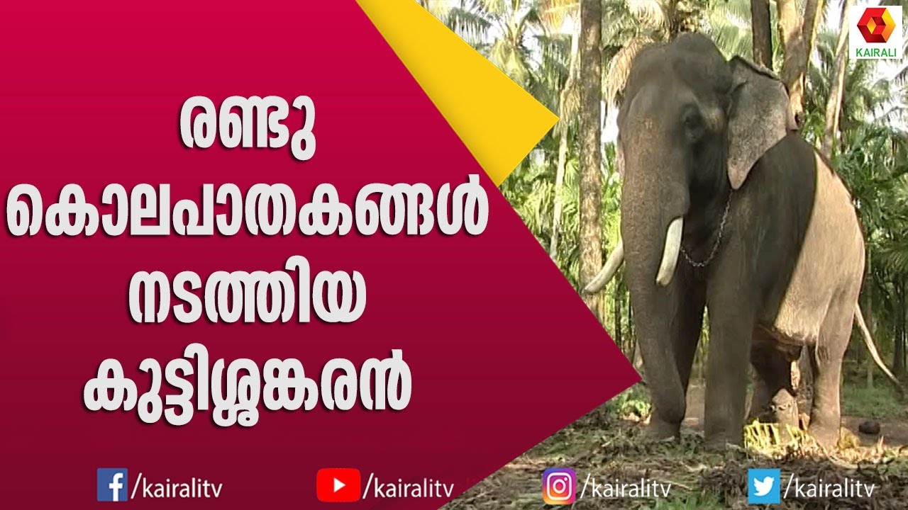 കുട്ടിശങ്കരന്റെ  കൊമ്പിൽ പൊലിഞ്ഞ രണ്ട്  നാരായണമാർ | E for Elephant | Kuttishankraan | Kairali TV