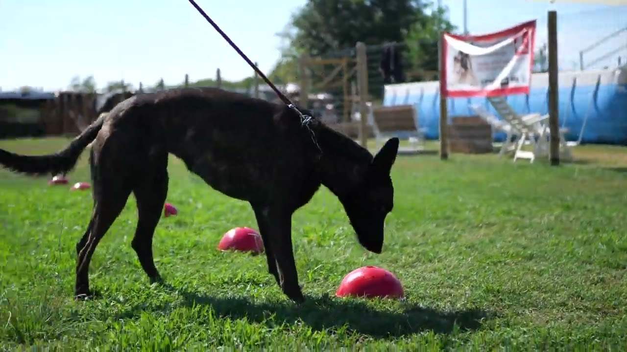 Nosework Sportivo - Malanoche Cinofilia