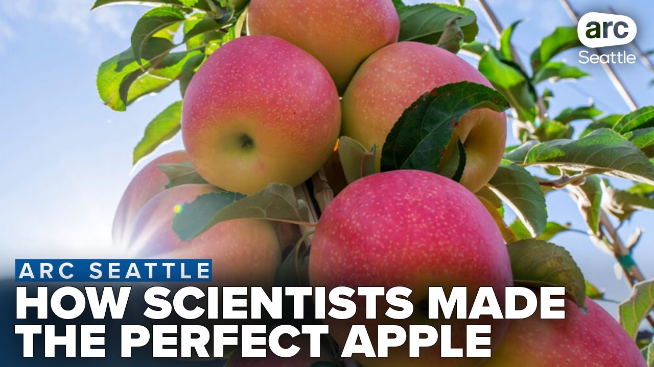 Why this new apple variety is the perfect tart, crunchy, juicy cross of Honeycrisp and Pink Lady