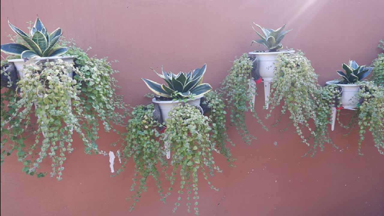 Unique Wall Hanging Garden Idea for Sansevierias & Pillow Plant Succulent Propagation Tips