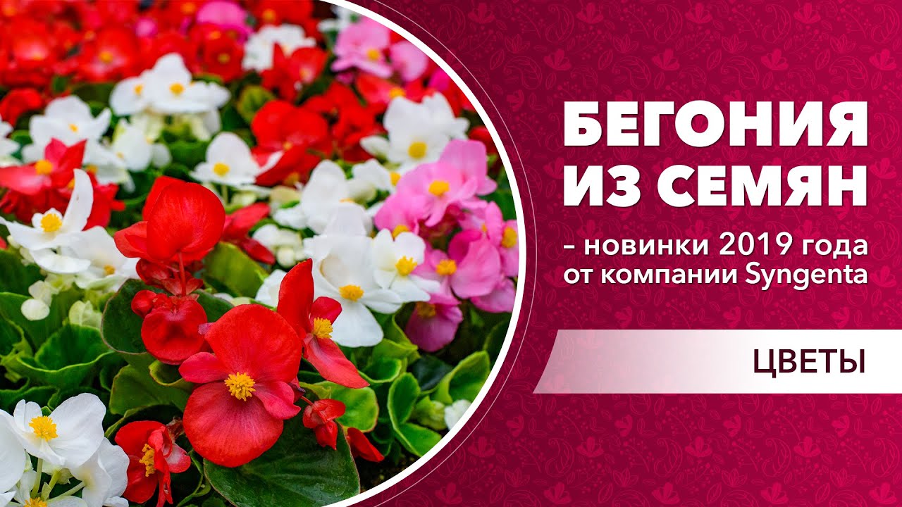 Бегония из семян – новинки 2019 года от компании Syngenta