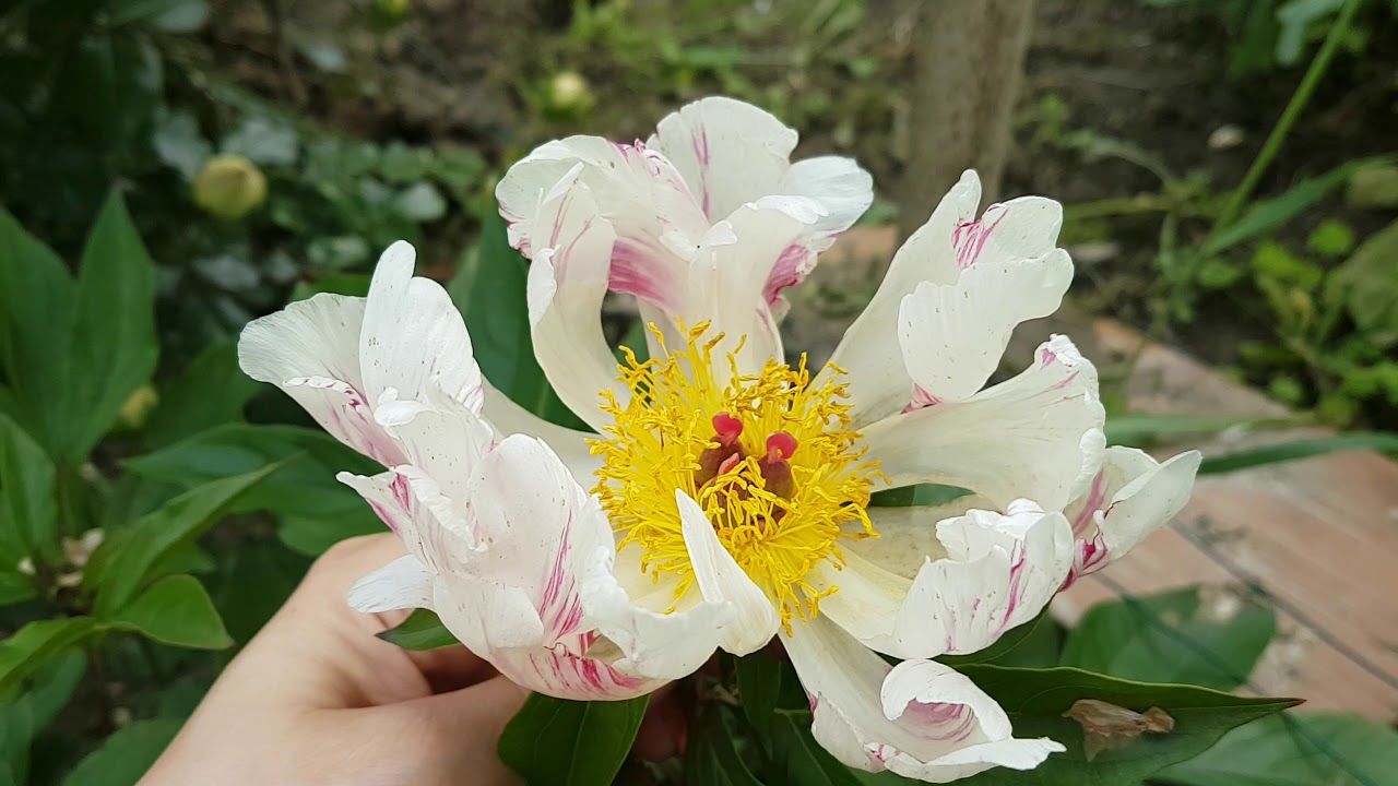 Kertem 2019 május | My garden May 2019