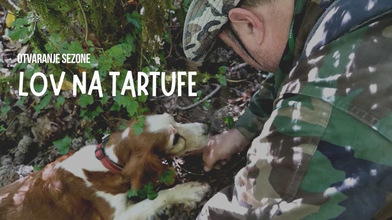 BOJE ZEMLJE Lov na bijeli tartuf