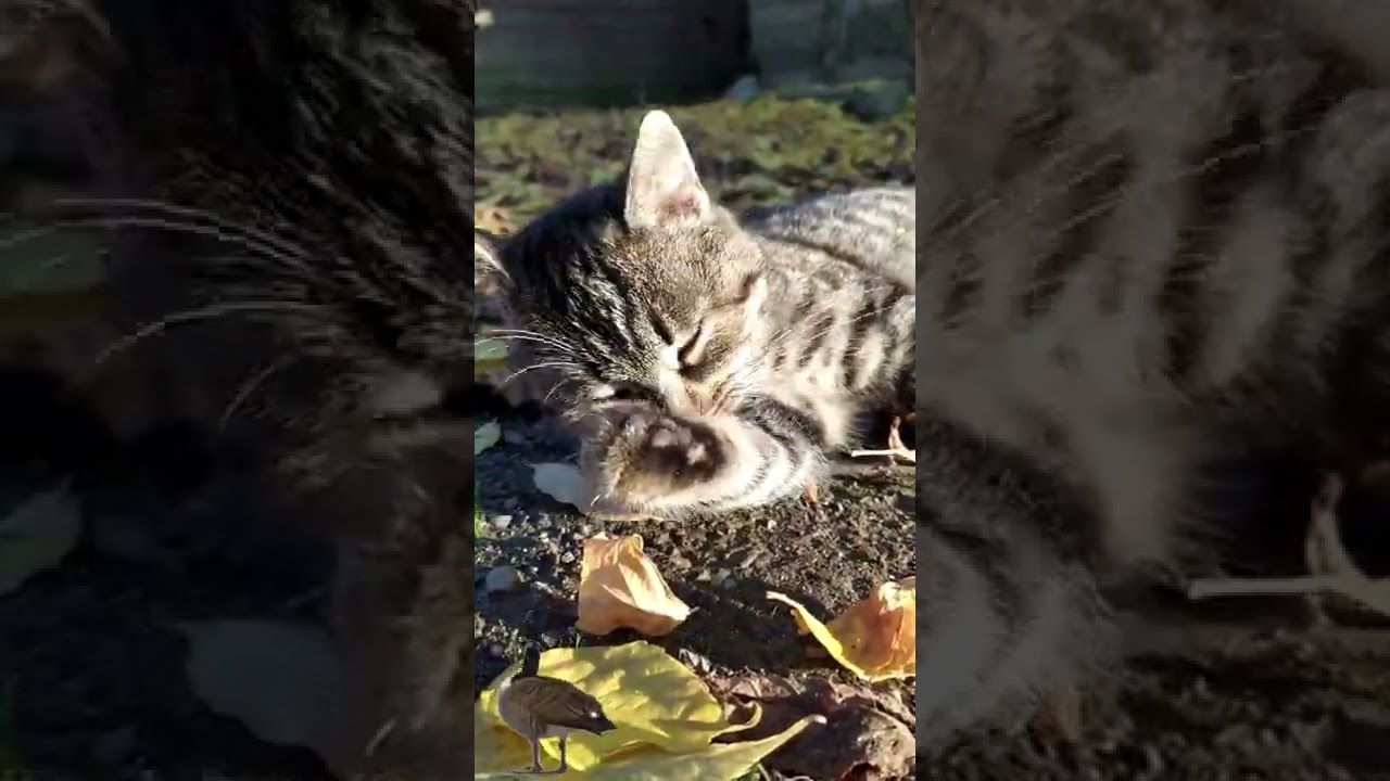 Tabby Cat Lying on the Ground Grooming