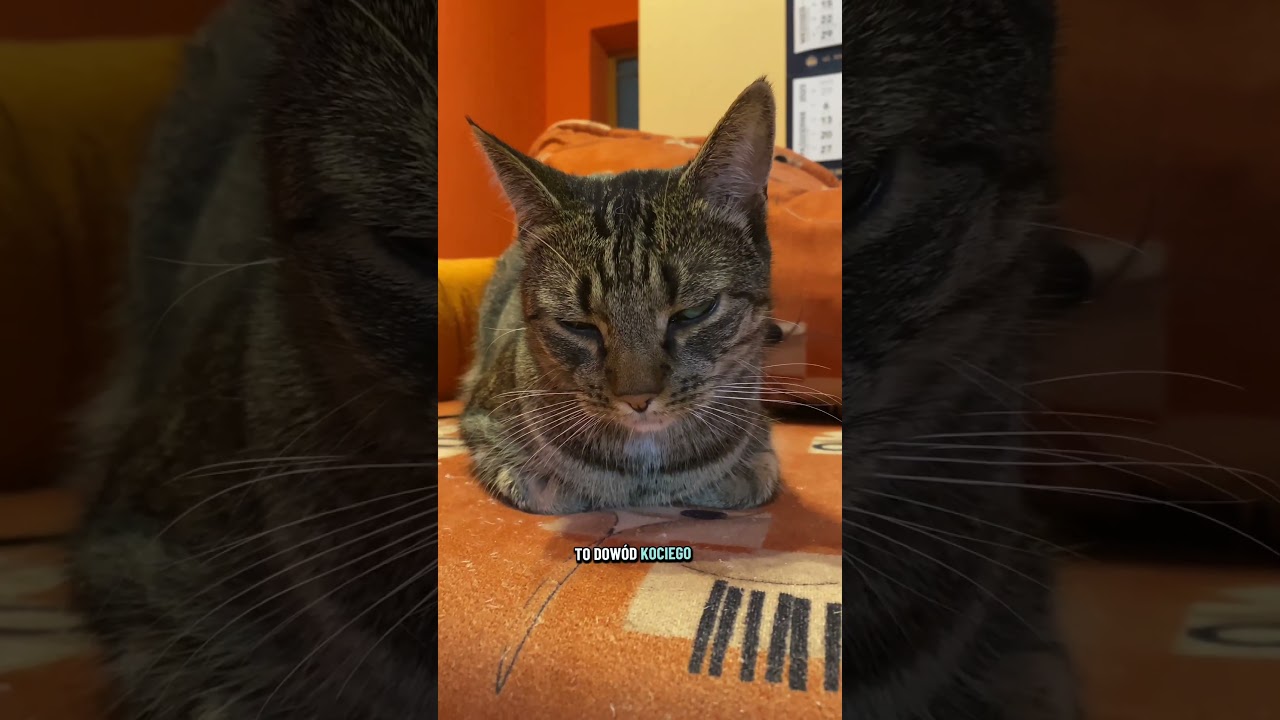 Kt&oacute;rą z tych pozycji najczęściej widzisz u swojego kota?