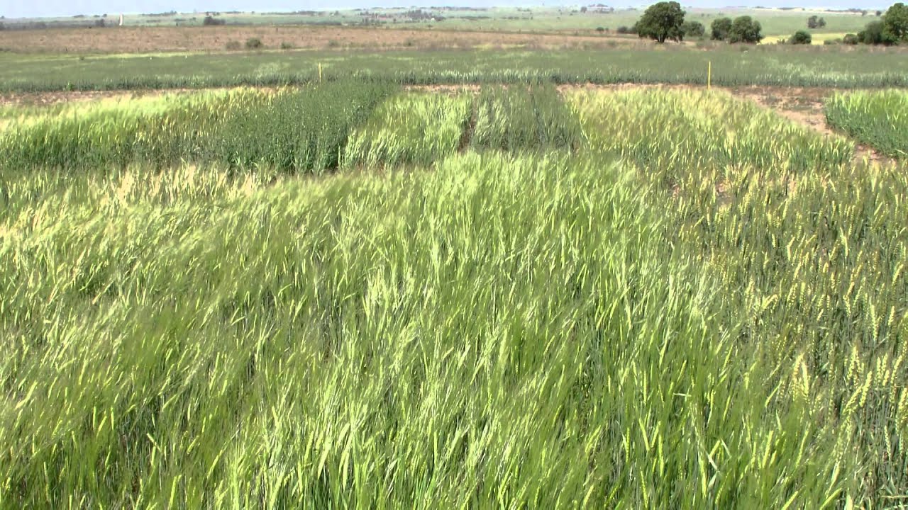 Manejo de cebada