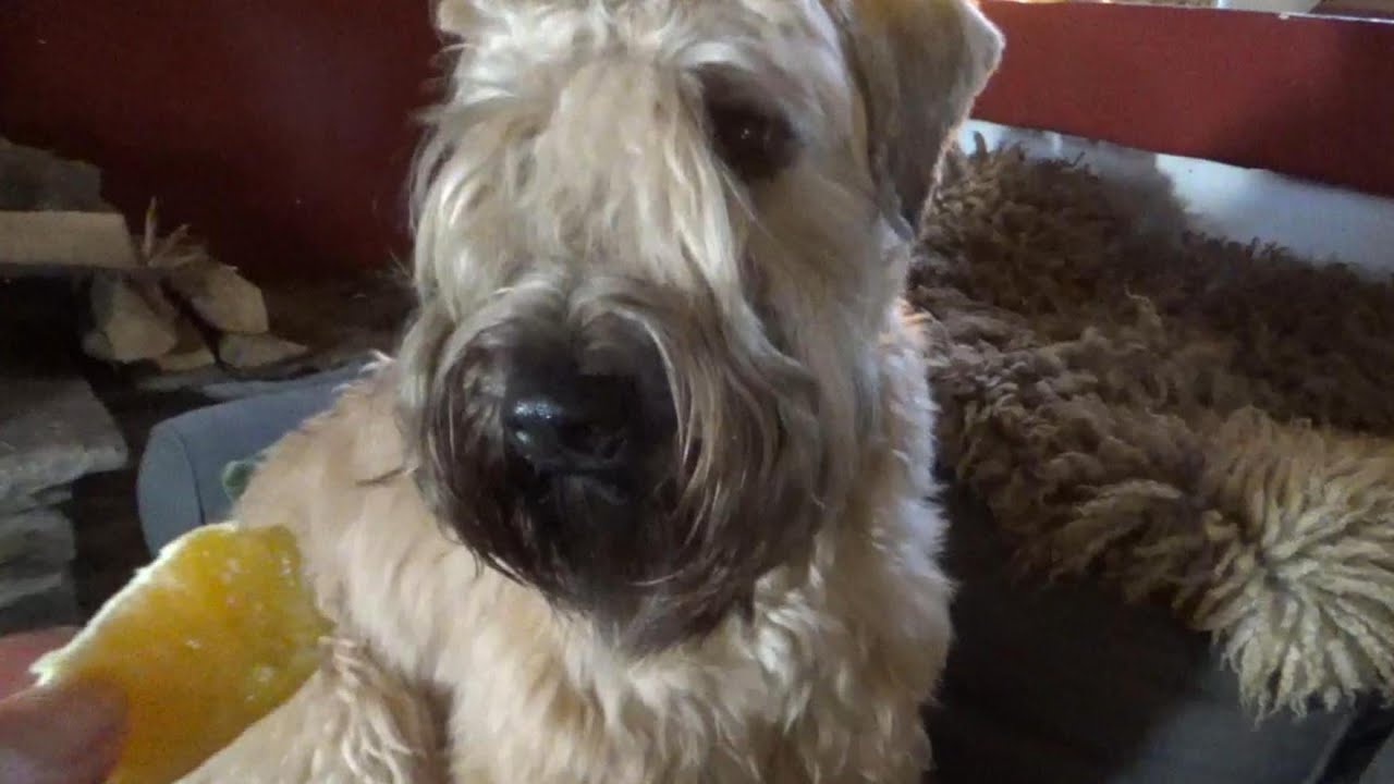 Wheaten Terrier Pup | Rhymes with Orange