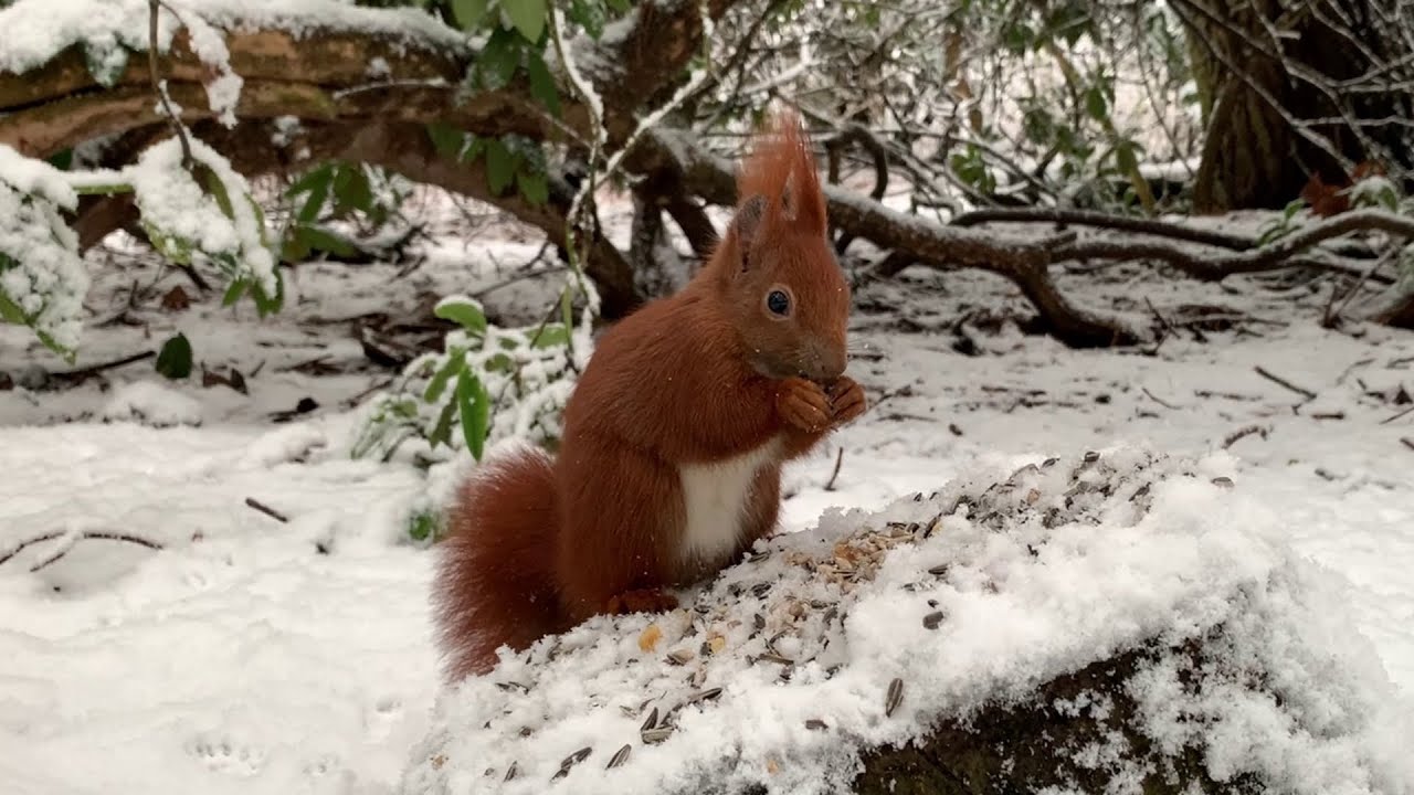 Eichh&ouml;rnchen Entertainment - Schnee Futter | Squirrel Entertainment - Snow Feeder